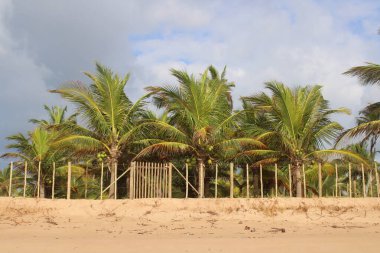 Palmiye ağacı, Hindistan cevizi, Brezilya plajı. 