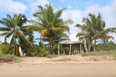 Palmiye ağacı, Hindistan cevizi, Brezilya plajı. 