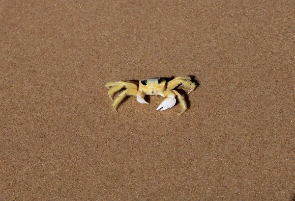 Crab Beach — Stock Photo, Image