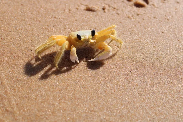 Krab Pláži — Stock fotografie