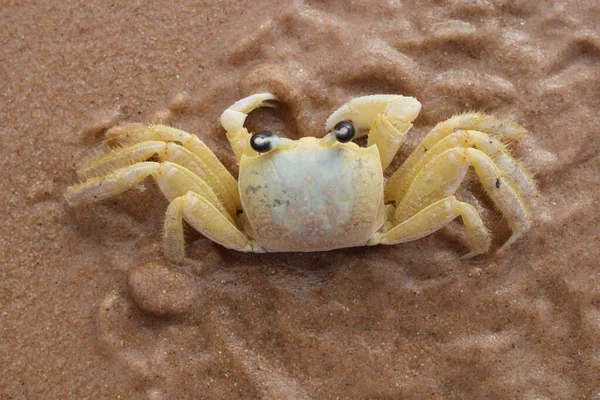 Granchio Sulla Spiaggia — Foto Stock