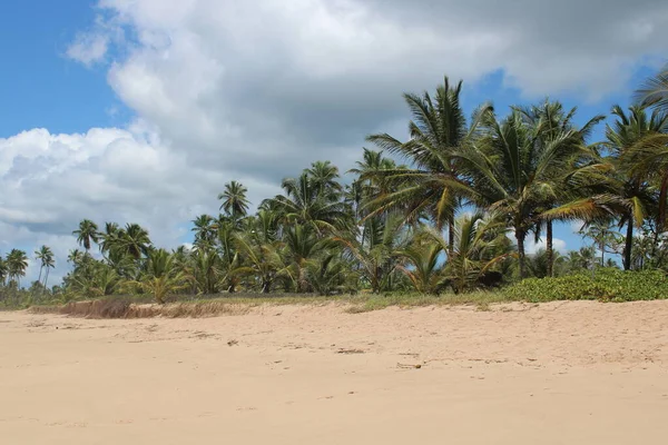 Palmera Coco Playa Brasileña — Foto de Stock