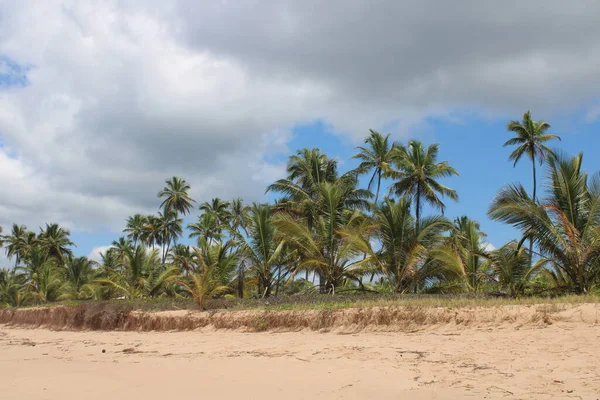 Pálmafa Kókusz Brazil Strand — Stock Fotó