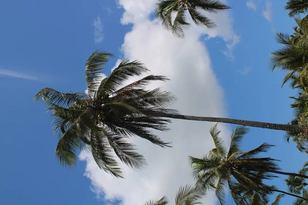 棕榈树椰子巴西海滩 — 图库照片