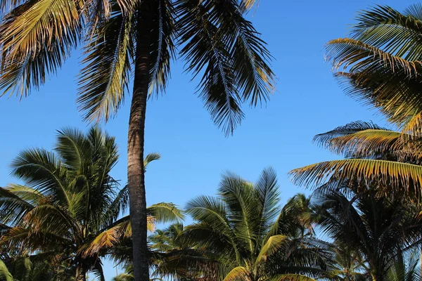 Palmera Coco Playa Brasileña —  Fotos de Stock