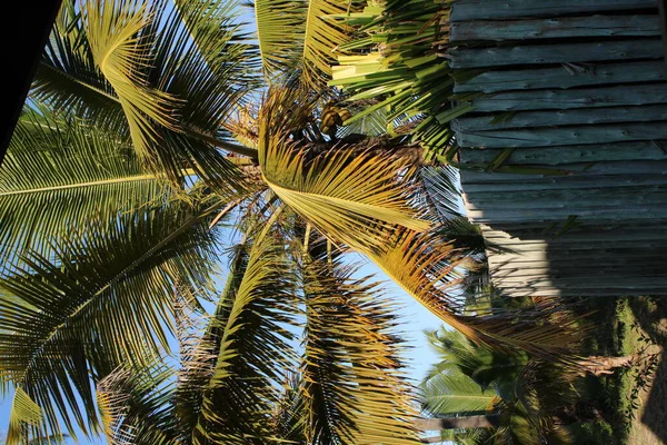 Palma Cocco Spiaggia Brasiliana — Foto Stock