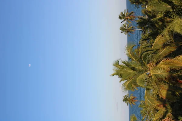 Palma Cocco Spiaggia Brasiliana — Foto Stock