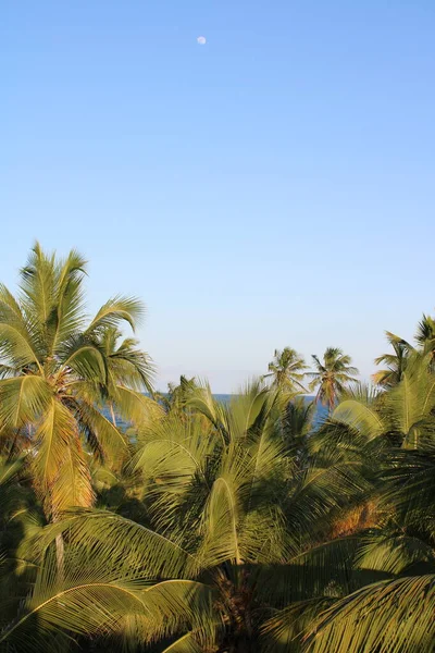 Palmier Cocotier Plage Brésilienne — Photo