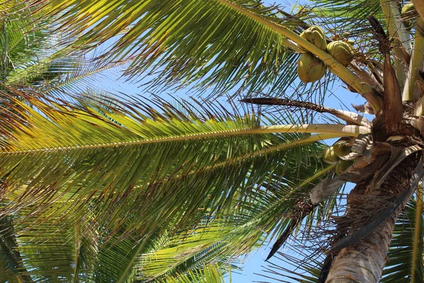 palm tree coconut brazilian beach
