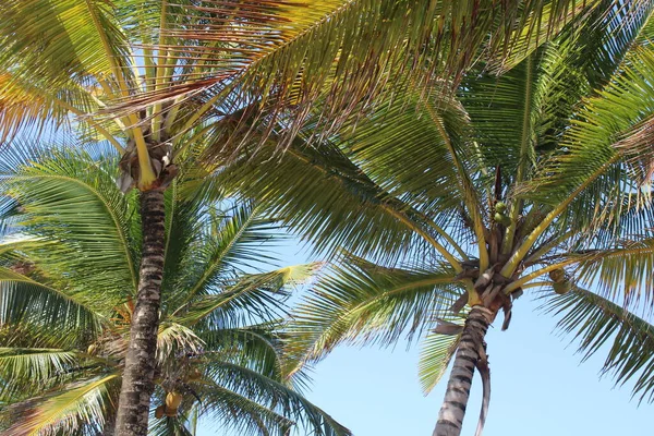 Palmera Coco Playa Brasileña —  Fotos de Stock