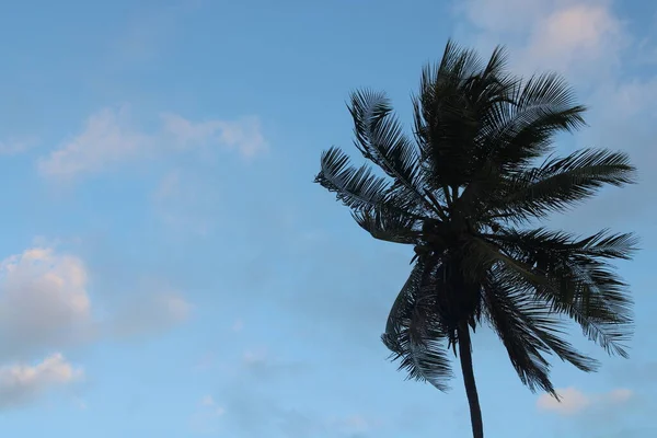 Palmeira Coqueiro Praia Brasileira — Fotografia de Stock