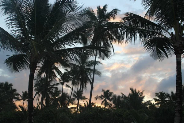 棕榈树椰子巴西海滩 — 图库照片