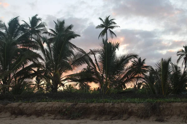 Palmeira Coqueiro Praia Brasileira — Fotografia de Stock