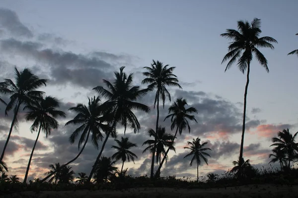 Palmeira Coqueiro Praia Brasileira — Fotografia de Stock