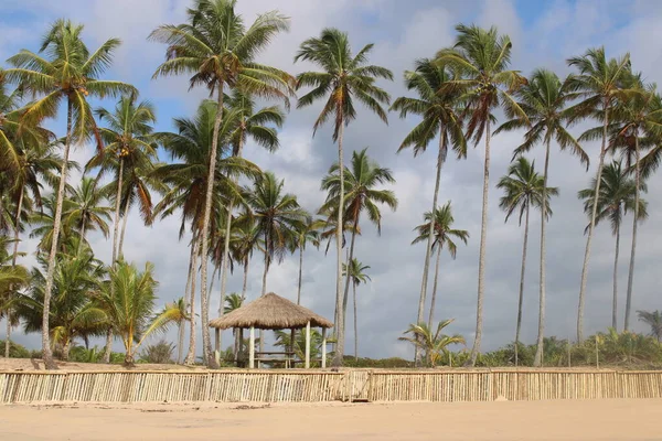 Kokosová Brazilská Pláž Palmy — Stock fotografie