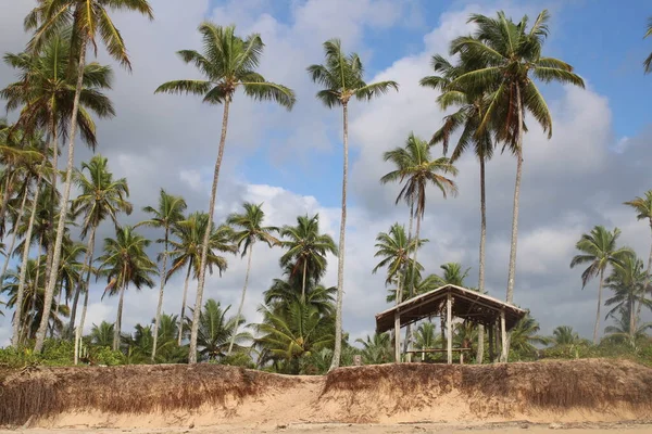 Palmera Coco Playa Brasileña —  Fotos de Stock