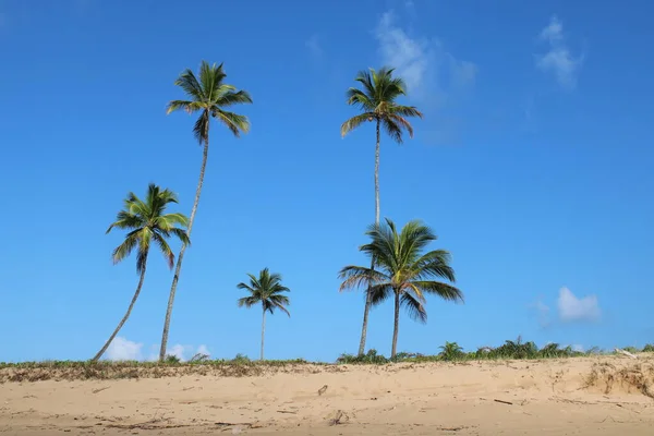 ヤシの木ココナッツブラジルビーチ — ストック写真