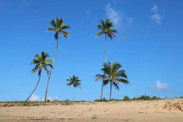 Palmera Coco Playa Brasileña — Foto de Stock