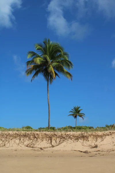 Пальмовый Кокосовый Бразильский Пляж — стоковое фото