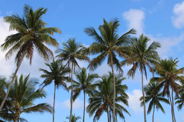 Palma Cocco Spiaggia Brasiliana — Foto Stock