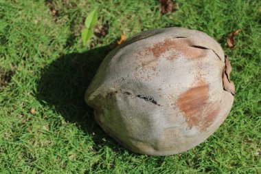 yeşil hindistan cevizi palmiyesi Brezilya 