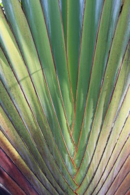 TEXTURE BRAZİLYA YEŞİL PLANTI 