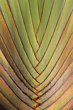 TEXTURE BRAZİLYA YEŞİL PLANTI 