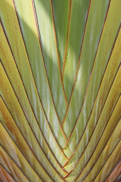 Texture Brasilian Green Plant — Stockfoto