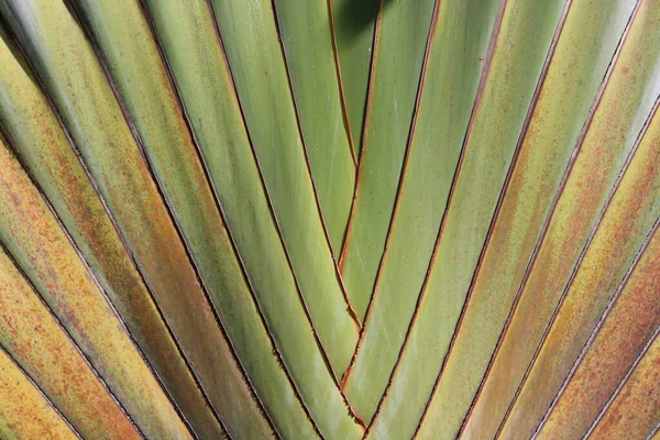 Textura Planta Verde Brasiliana — Foto de Stock