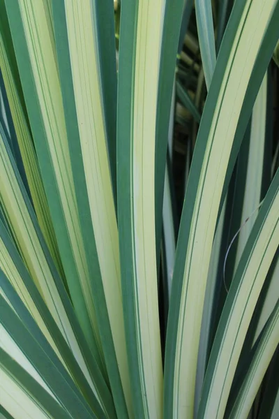 Texture Brasilian Green Plant — Stockfoto