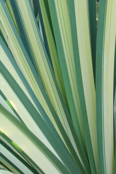 Textura Planta Verde Brasiliana — Foto de Stock
