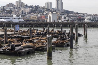 Balıkçılar San Francisco Rıhtımı