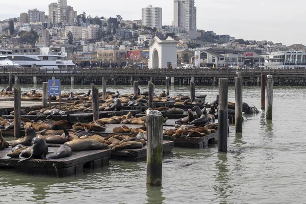 Balıkçılar San Francisco Rıhtımı