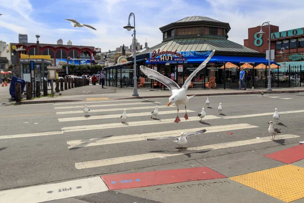 Balıkçılar San Francisco Rıhtımı