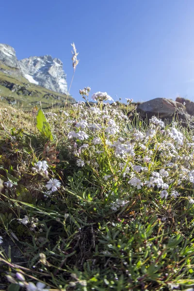 Vale Cervino Matterhorn — Fotografia de Stock