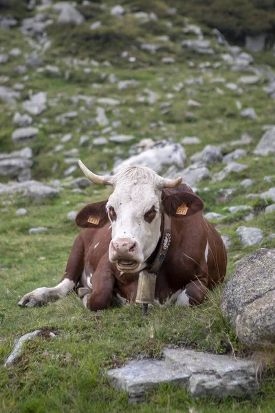 İtalyan Alplerinde İnek