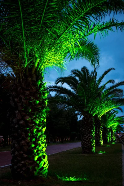 Batumi paseo marítimo por la noche con iluminación de palmas verdes —  Fotos de Stock