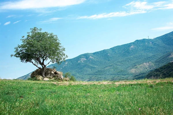 Een groeiende boom op de achtergrond van prachtige bergen — Stockfoto