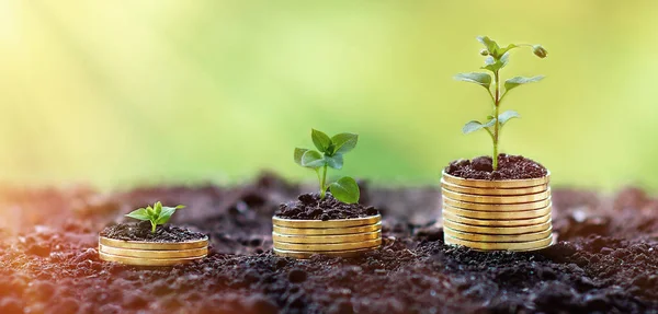 Money growing concept,Business success concept, Three plant grow