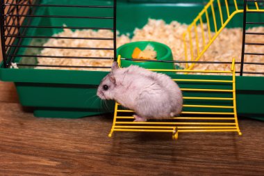 Hamster kafesten kaçıyor.