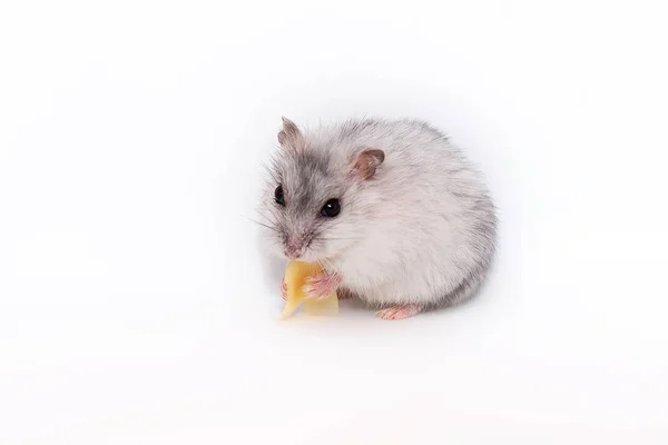 Křeček na bílém pozadí jíst sýr — Stock fotografie