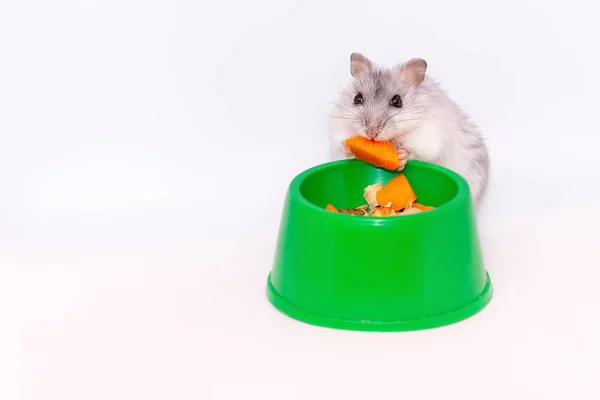 Hamster White Background Eats Carrot Bowl — Stock Photo, Image