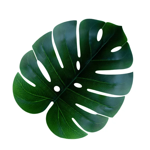 Monstera Leaf Isolated White Background Botanical Nature Concept Top View — Stock Photo, Image