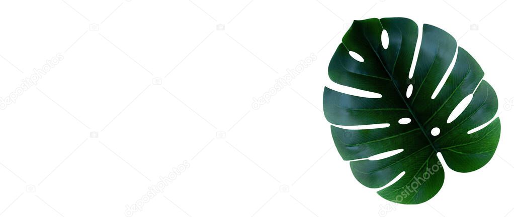 Monstera leaf isolated on white background with a copy space. Botanical nature concept. Banner. Top view.
