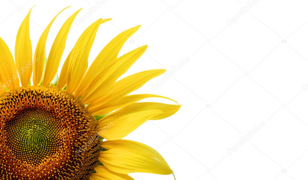 Blooming sunflower on a white background.Copy space for text.