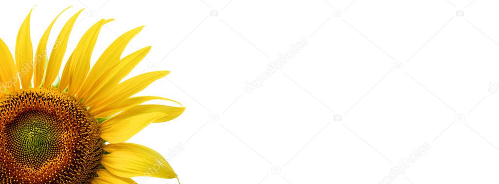 Blooming sunflower on a white background.Copy space for text.Banner