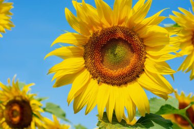 Bir arı mavi arka planda çiçek açan bir ayçiçeğinin üzerinde oturarak nektar içer.