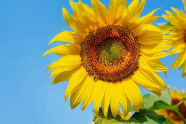 Bir arı mavi arka planda çiçek açan bir ayçiçeğinin üzerinde oturarak nektar içer.