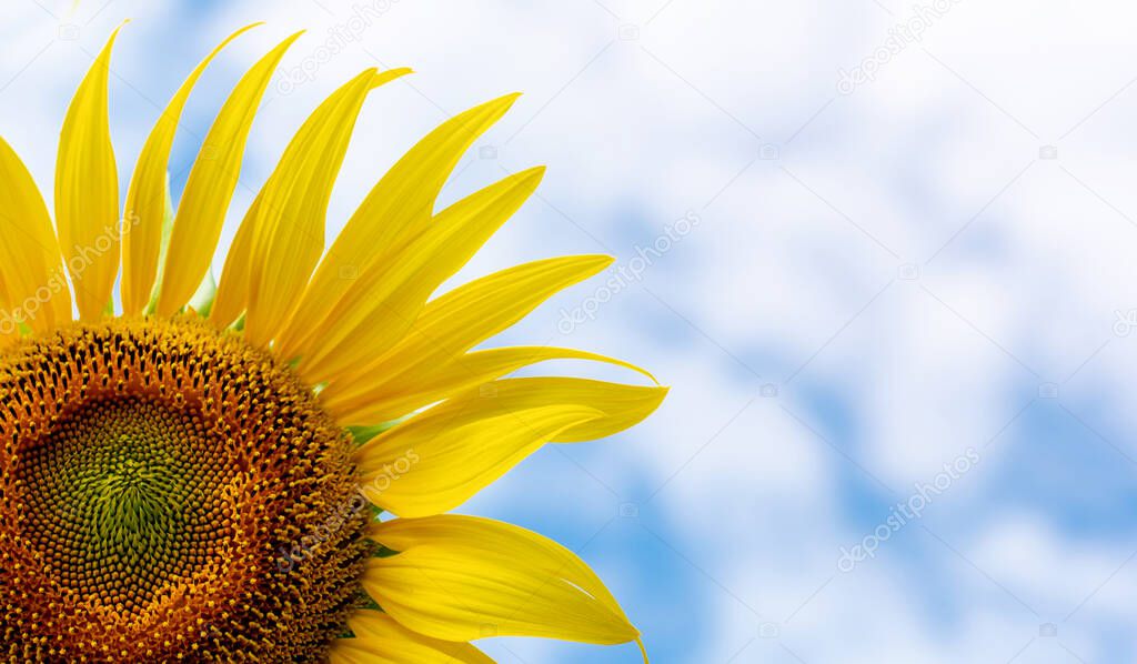 Blooming sunflower in the blue sky background