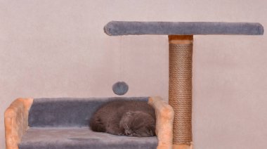 Şirin gri İskoç bir kedi yavrusu kulenin evinde tatlı tatlı uyuyor..